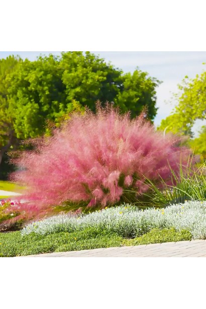 Садова композиція з Muhlenbergia capillaris Ruby